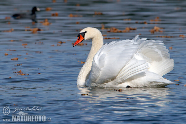 Höckerschwan (Cygnus olor)