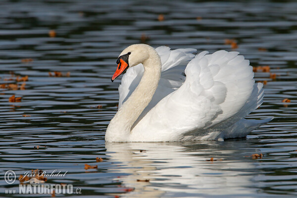 Höckerschwan (Cygnus olor)