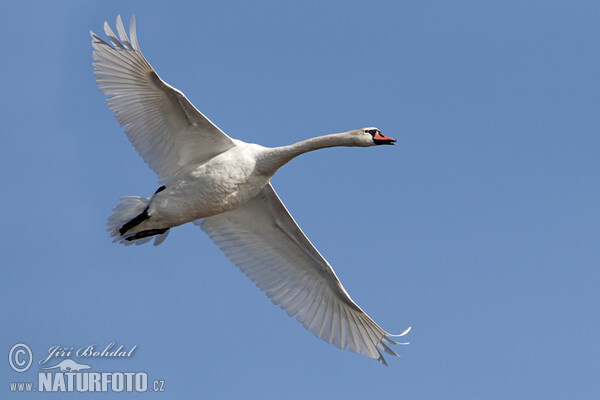 Höckerschwan (Cygnus olor)