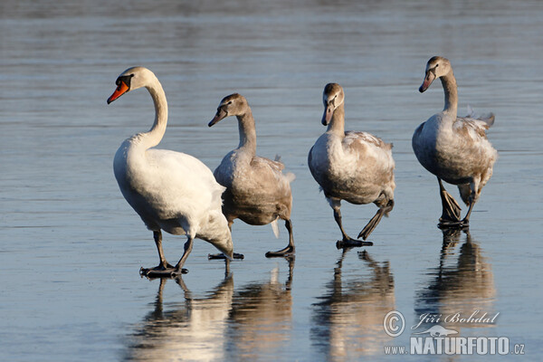 Höckerschwan (Cygnus olor)