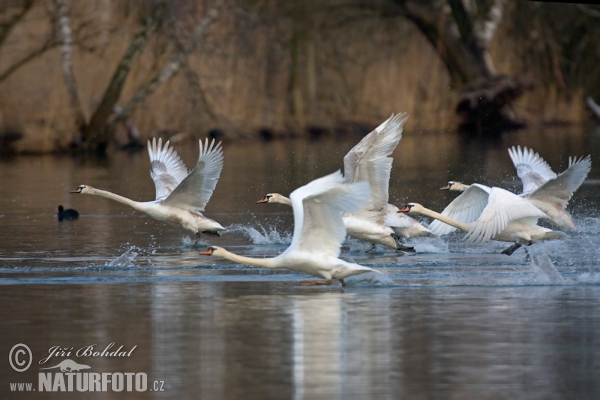 Höckerschwan (Cygnus olor)