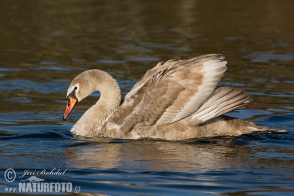 Höckerschwan (Cygnus olor)