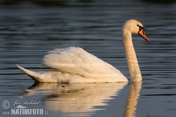 Höckerschwan (Cygnus olor)