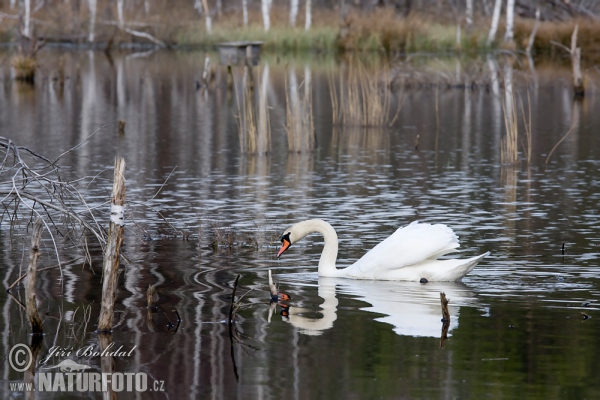 Höckerschwan (Cygnus olor)