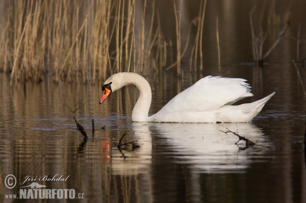 Höckerschwan (Cygnus olor)