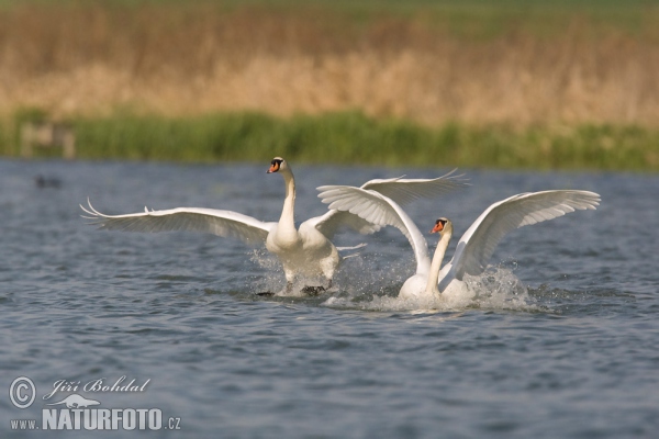 Höckerschwan (Cygnus olor)