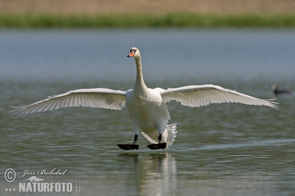 Höckerschwan (Cygnus olor)