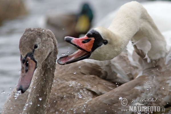 Höckerschwan (Cygnus olor)