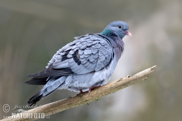 Hohltaube (Columba oenas)