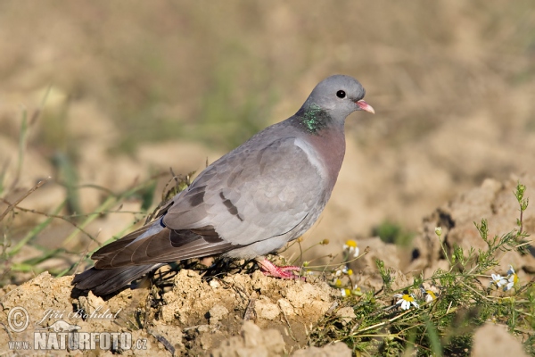 Hohltaube (Columba oenas)