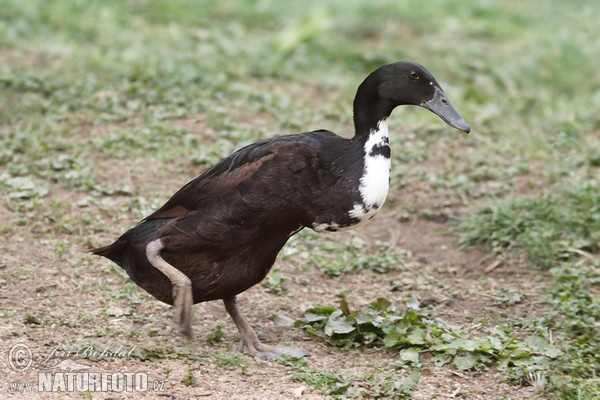 Indische Laufente (Anas platyrhynchus f. domestica)