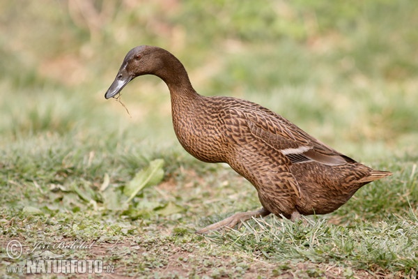 Indische Laufente (Anas platyrhynchus f. domestica)