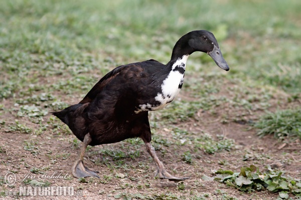 Indische Laufente (Anas platyrhynchus f. domestica)