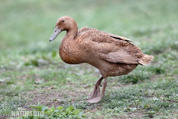 Indische Laufente (Anas platyrhynchus f. domestica)