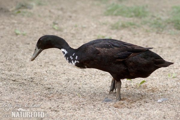 Indische Laufente (Anas platyrhynchus f. domestica)