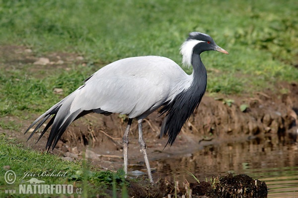 Jungfernkranich (Anthropoides virgo)