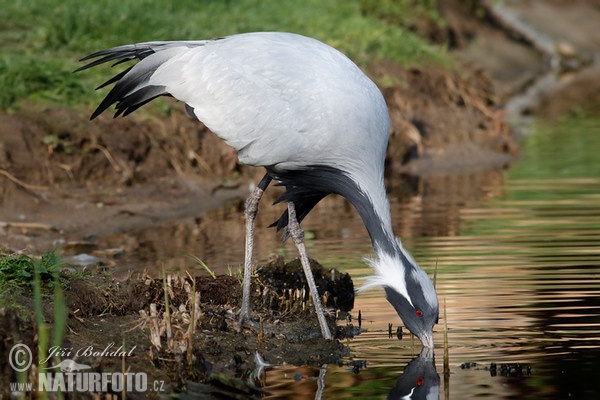 Jungfernkranich (Anthropoides virgo)