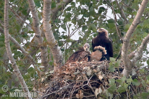 Kaiseradler (Aquila heliaca)