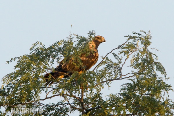 Kaiseradler (Aquila heliaca)