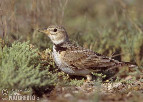 Kalanderlerche (Melanocorypha calandra)