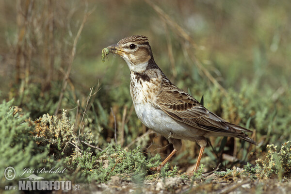 Kalanderlerche (Melanocorypha calandra)