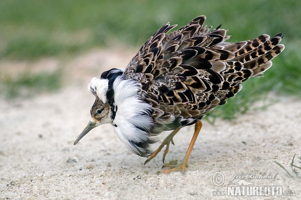 Kampfläufer (Philomachus pugnax)