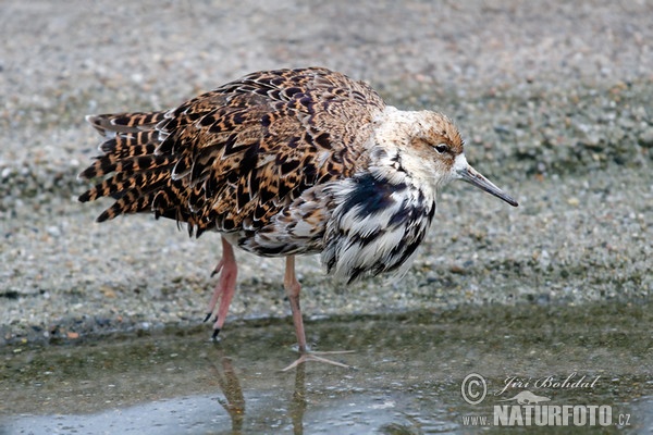 Kampfläufer (Philomachus pugnax)