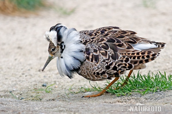 Kampfläufer (Philomachus pugnax)