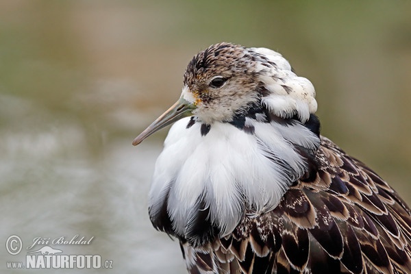 Kampfläufer (Philomachus pugnax)