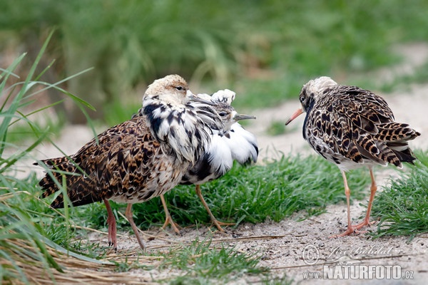 Kampfläufer (Philomachus pugnax)