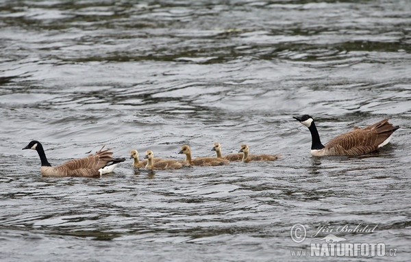 Kanadagans (Branta canadensis)