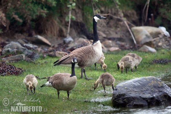 Kanadagans (Branta canadensis)