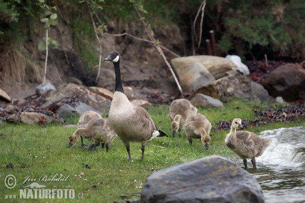 Kanadagans (Branta canadensis)