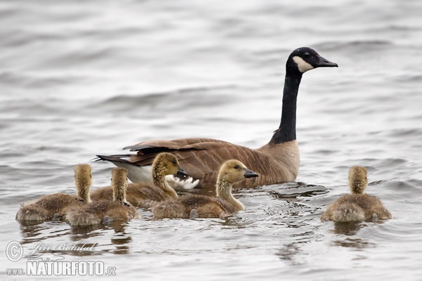 Kanadagans (Branta canadensis)