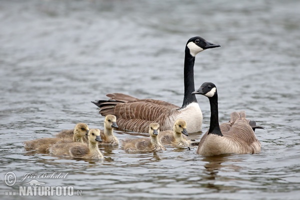 Kanadagans (Branta canadensis)