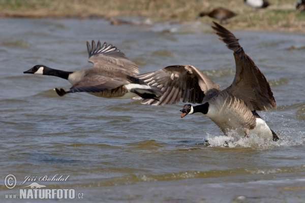 Kanadagans (Branta canadensis)