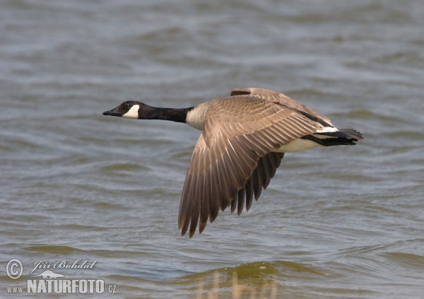 Kanadagans (Branta canadensis)