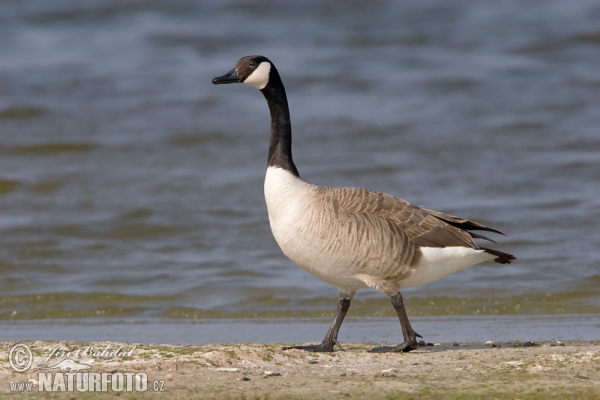 Kanadagans (Branta canadensis)