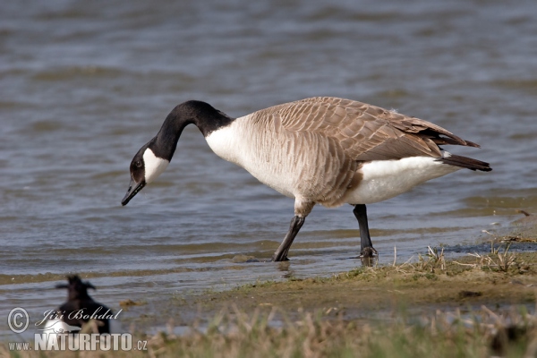 Kanadagans (Branta canadensis)