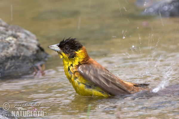 Kappenammer (Emberiza melanocephala)