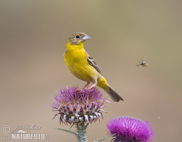 Kappenammer (Emberiza melanocephala)