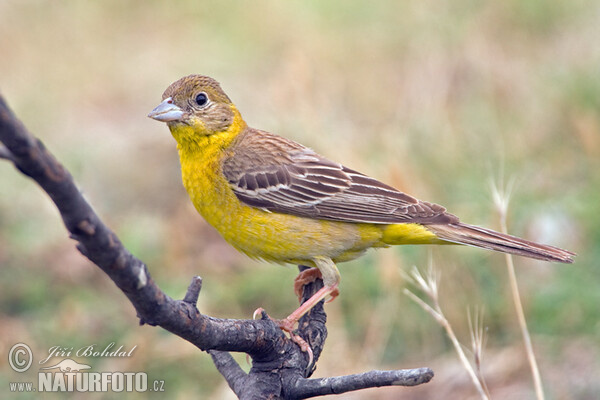 Kappenammer (Emberiza melanocephala)