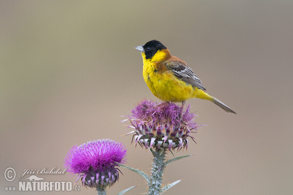 Kappenammer (Emberiza melanocephala)