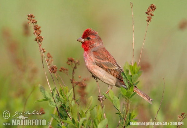 Karmingimpel (Carpodacus erythrinus)