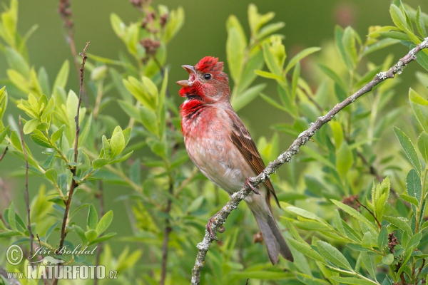 Karmingimpel (Carpodacus erythrinus)