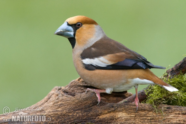 Kernbeisser (Coccothraustes coccothraustes)