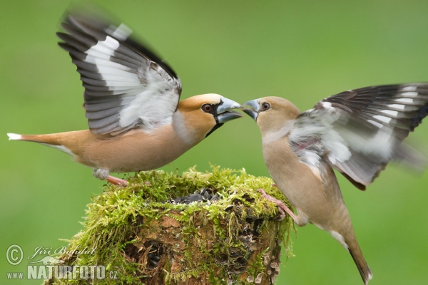 Kernbeisser (Coccothraustes coccothraustes)