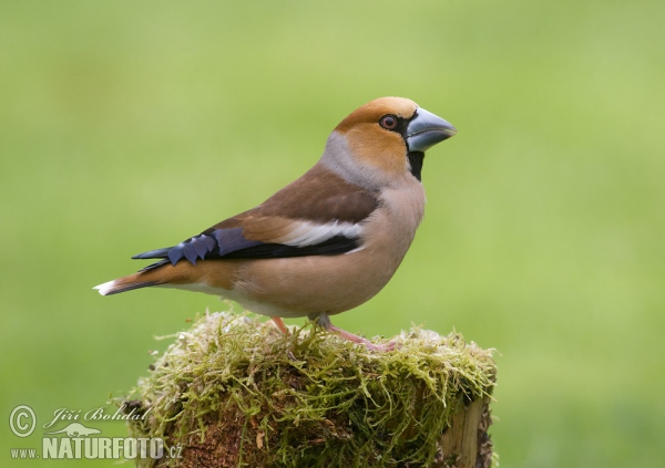 Kernbeisser (Coccothraustes coccothraustes)