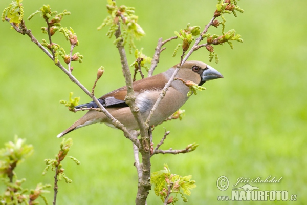 Kernbeisser (Coccothraustes coccothraustes)