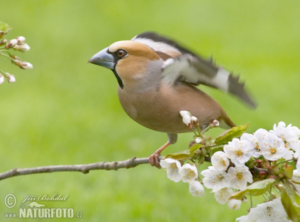 Kernbeisser (Coccothraustes coccothraustes)